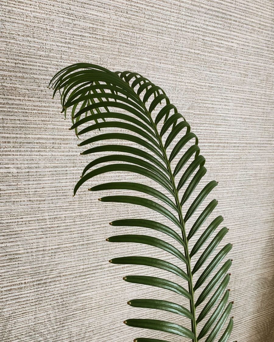 Detail of a natural grasscloth-textured wall covering